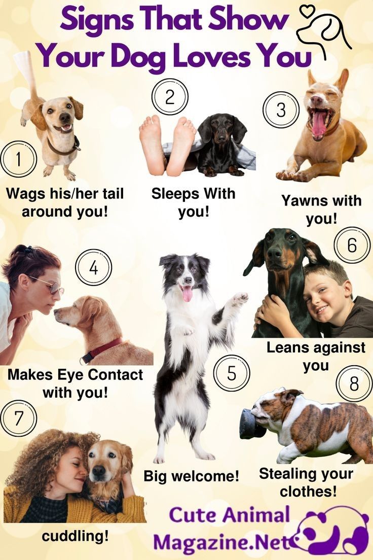 the signs that show your dog loves you