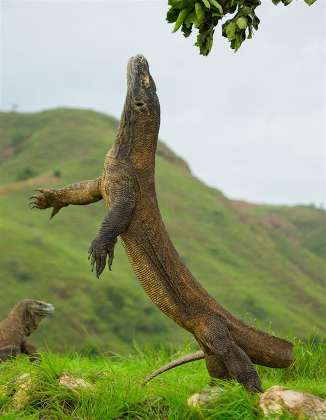 an iguana standing on its hind legs in the grass with another lizard nearby