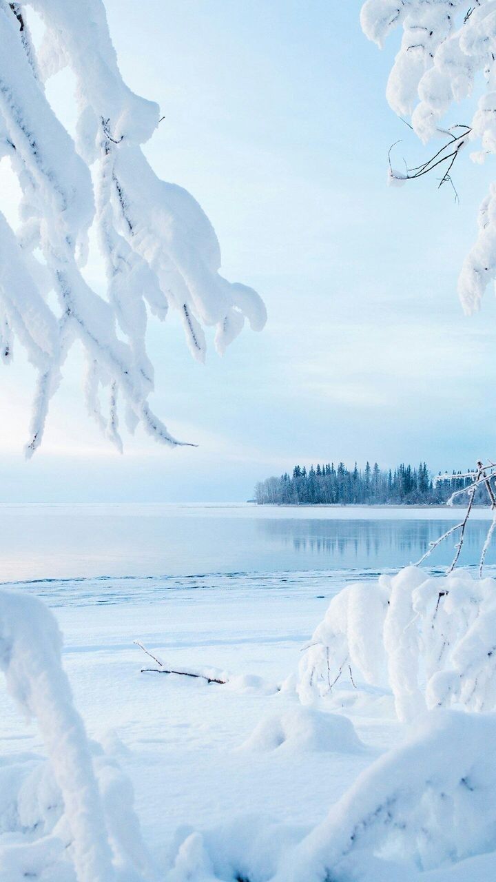 snow covered trees and water in the distance