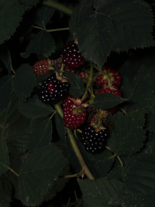 berries are growing on the branch of a tree