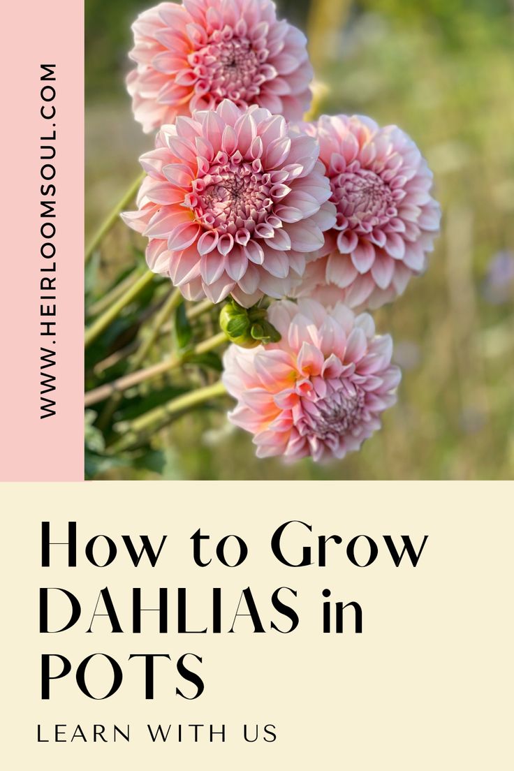 How to Grow Dahlias in Pots — Heirloom Soul Florals Planting Dahlias In Pots, Dahlia In Pots Container Garden, Dahlia Container Garden, Dahlia Planters, Growing Dahlias In Containers, Dahlia In Pots, Potted Dahlias, Grow Dahlias In Pots, Daliah Flower