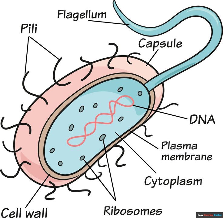 an animal cell labeled in the diagram below it is labelled with all its components and functions