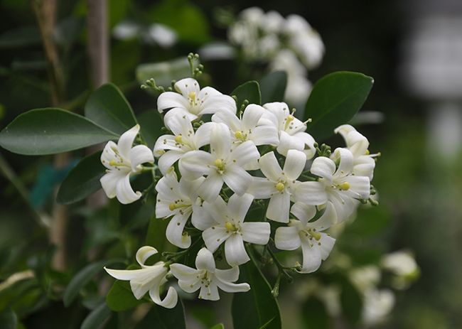 white flowers with green leaves in the background