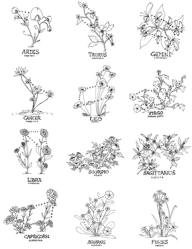 various types of wildflowers drawn in black and white on a sheet of paper