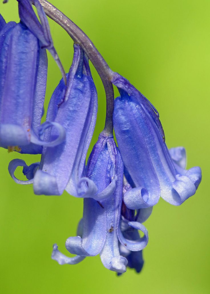 a close up of some blue flowers on a green background