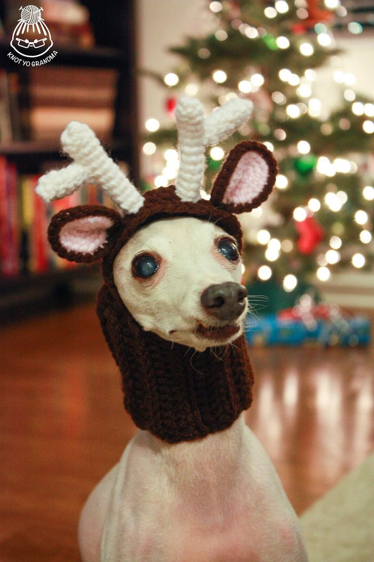 a small dog wearing a knitted reindeer hat and scarf with horns on it's head