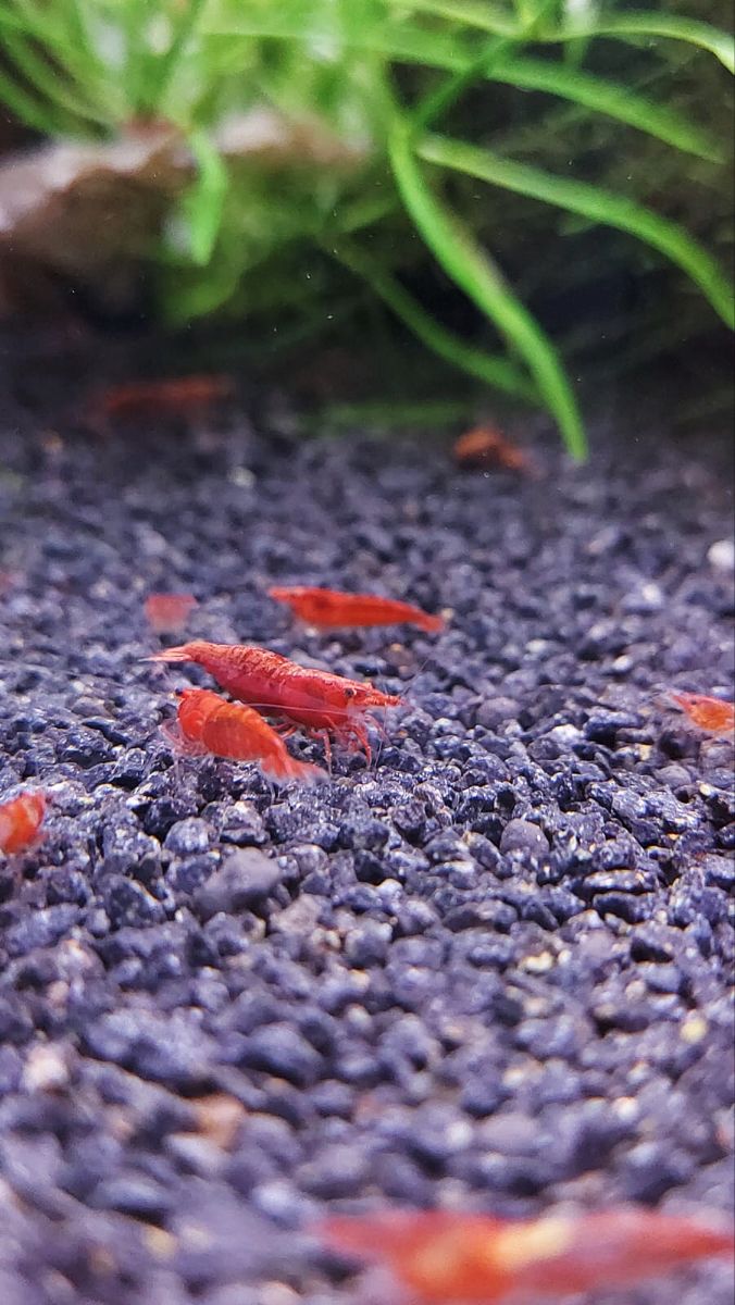 small red fish swimming in an aquarium filled with rocks and gravel next to green plants