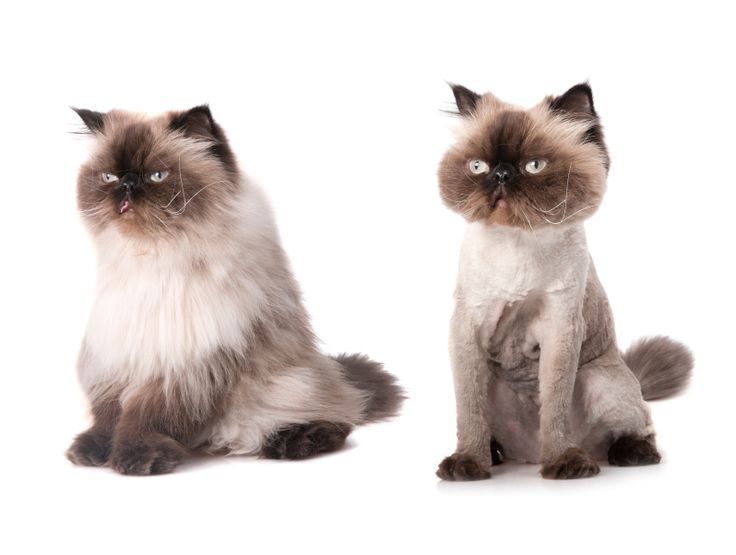 two siamese cats sitting next to each other on a white background and one is looking at the camera