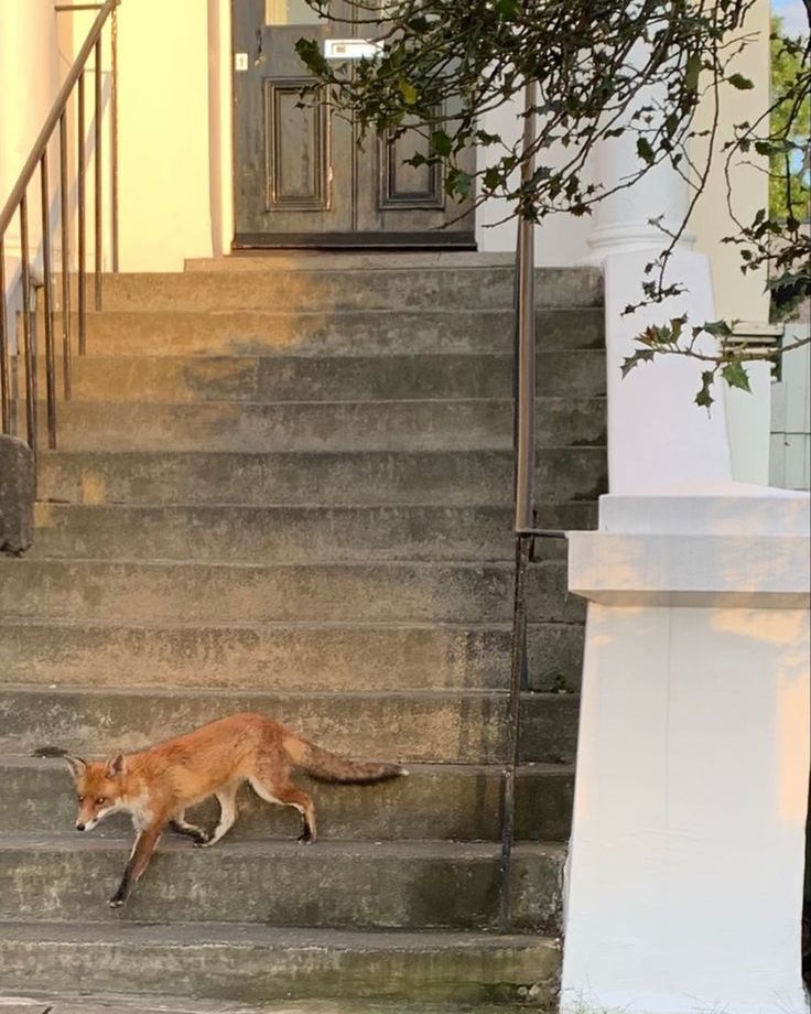 an orange cat walking down some steps