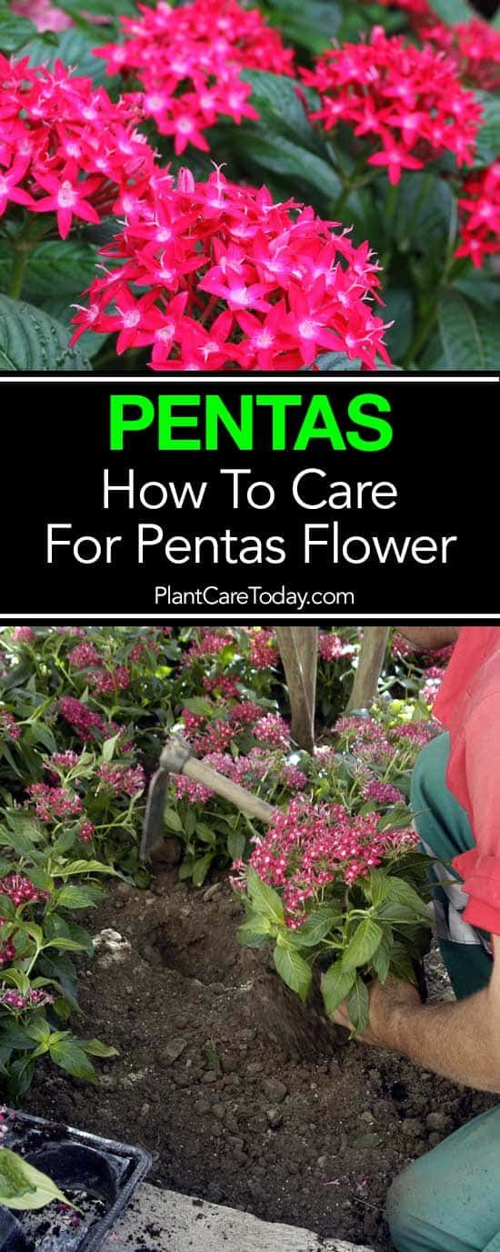 a person kneeling down in front of pink flowers with text overlay that reads, how to care for penstass flower