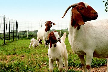 several goats are standing in the grass near a fence