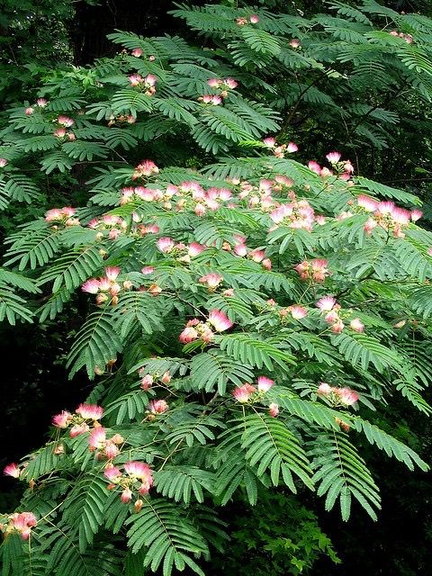 pink flowers are blooming on the branches of a tree in front of some green leaves