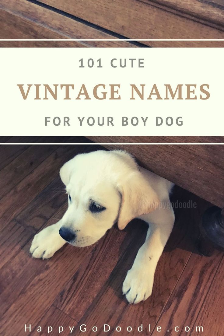 a white dog laying on the floor next to a wooden bench with text overlay saying 101 cute vintage names for your boy dog