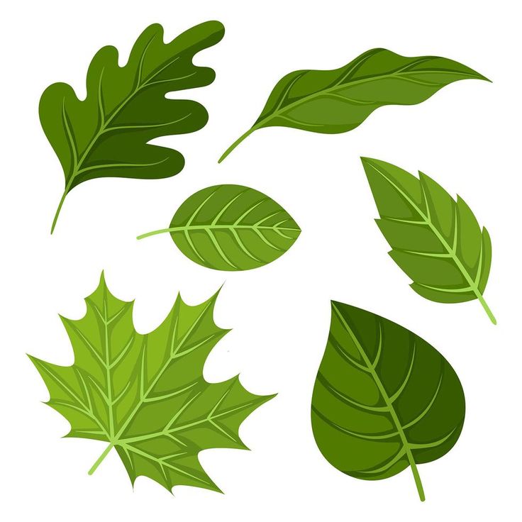 four green leaves are shown on a white background and one is in the shape of a leaf