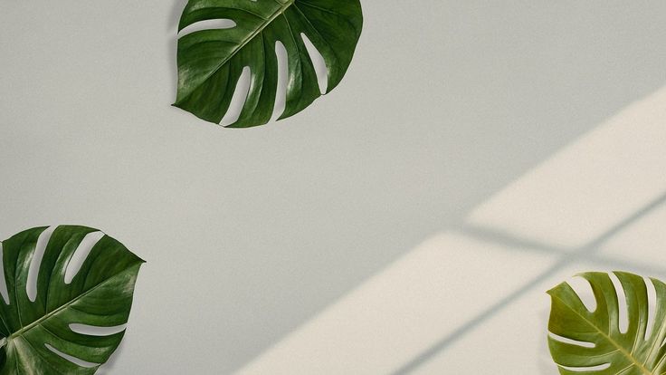 two large green leaves on a white wall