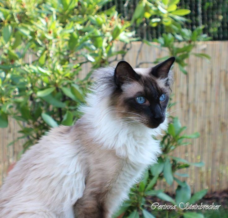 a siamese cat with blue eyes sitting in front of a fenced area and bushes