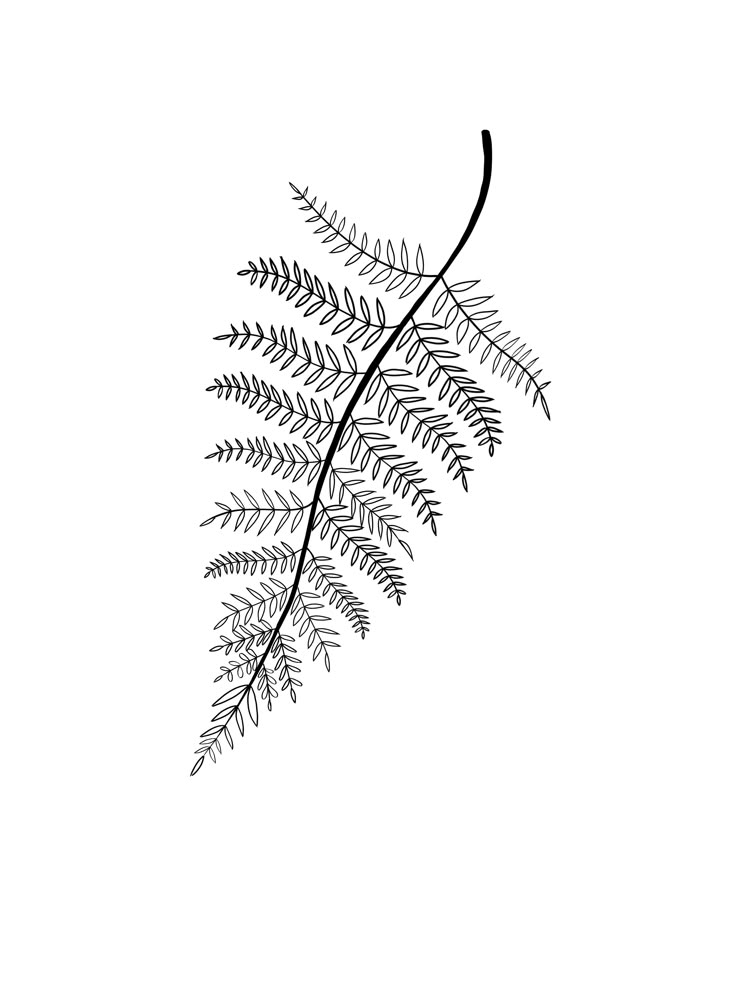 a black and white photo of a fern leaf