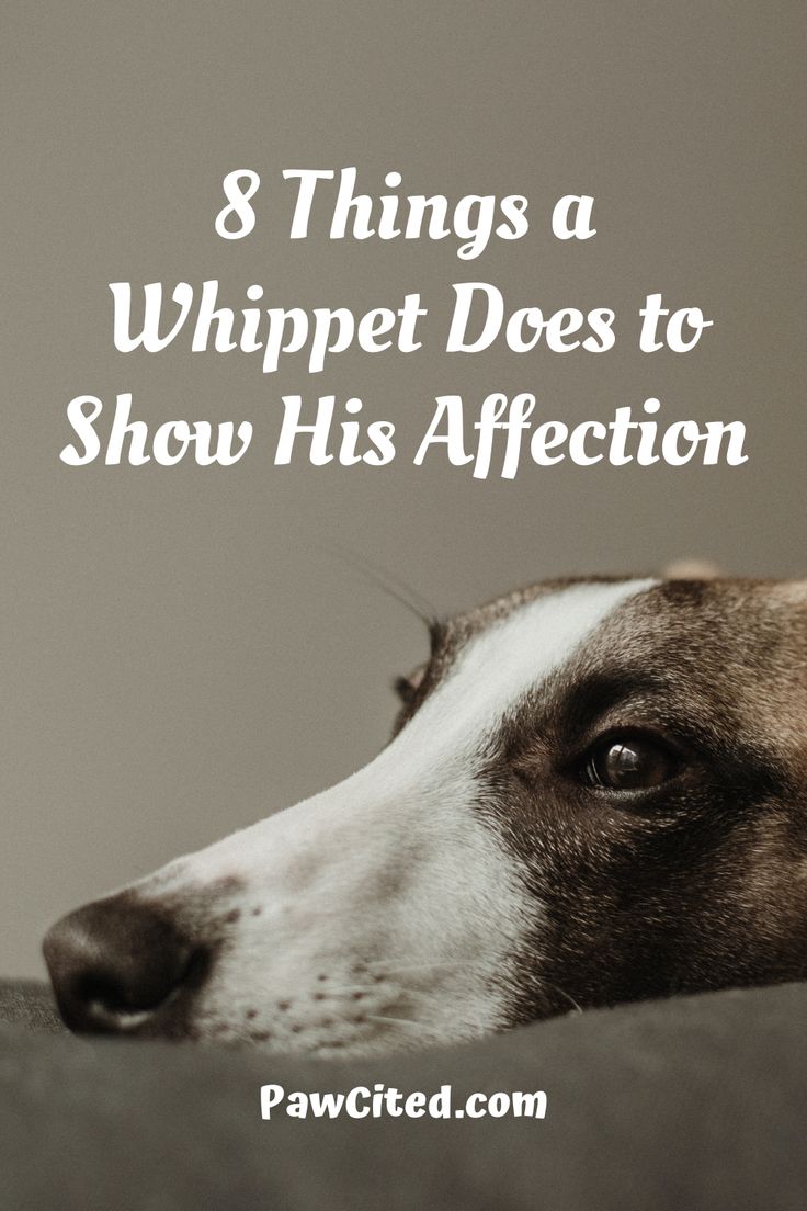 a brown and white dog with the words 8 things a whippet does to show his affection