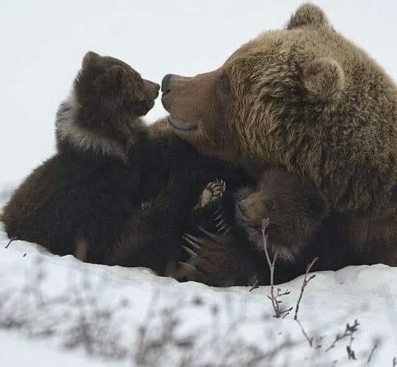 two brown bears playing with each other in the snow