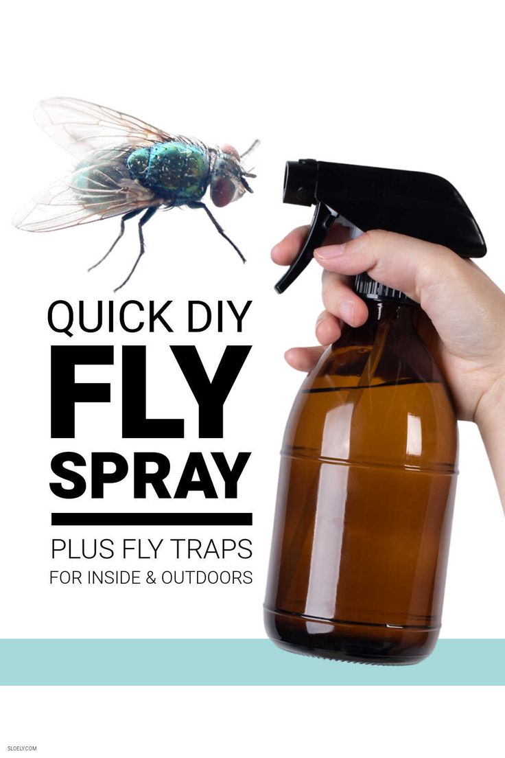 a hand holding a bottle with a fly on it and the words quick diy fly spray