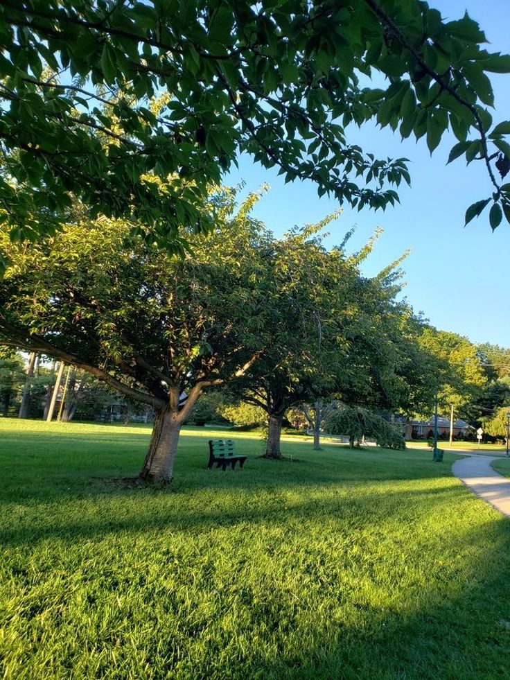 there is a bench in the middle of this grassy area with trees on both sides