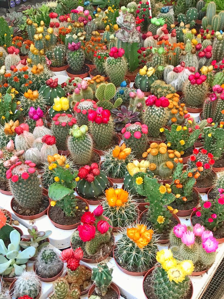 many different kinds of cactus in pots