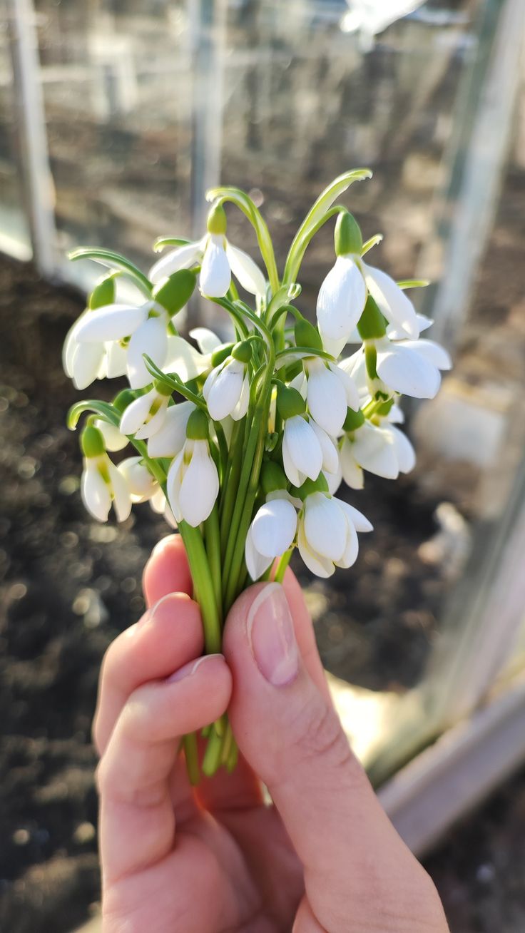 a hand holding a bunch of white flowers