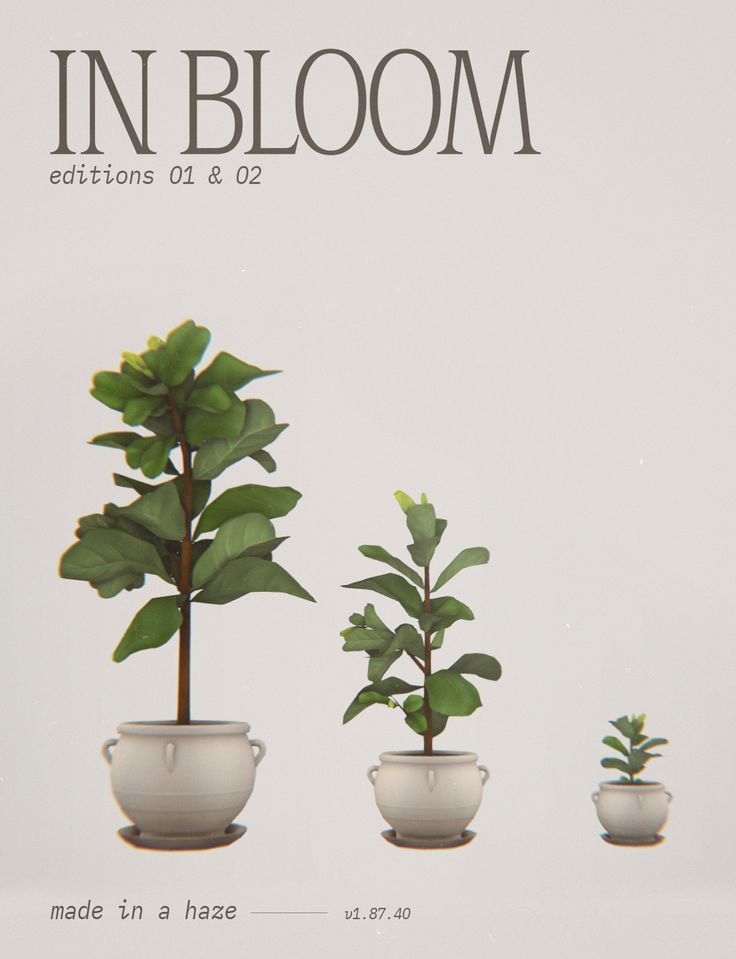 three potted plants are shown in front of a white background with the words in bloom