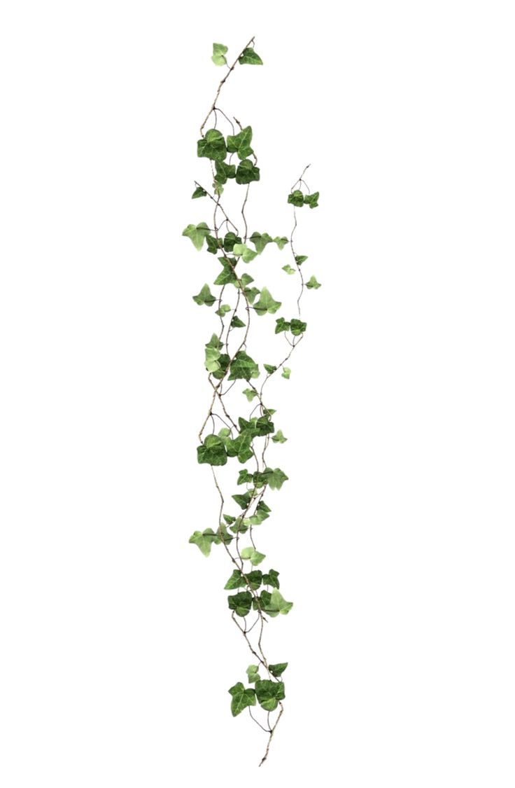 an ivy plant with green leaves growing on it's side, against a white background