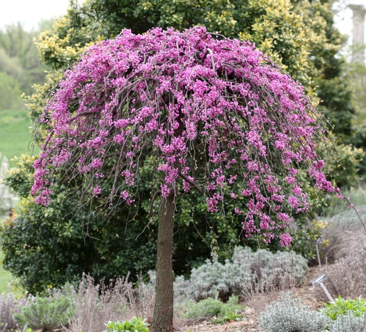 a tree with purple flowers in the middle of a garden