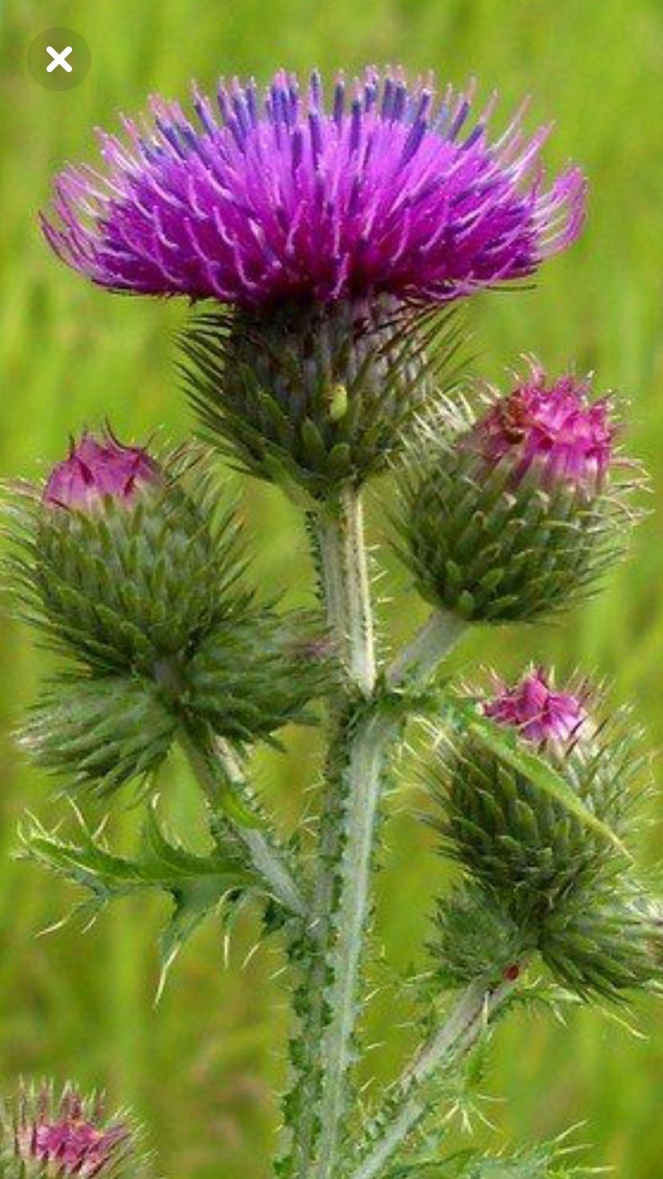 a purple flower with green leaves in the foreground and grass in the back ground