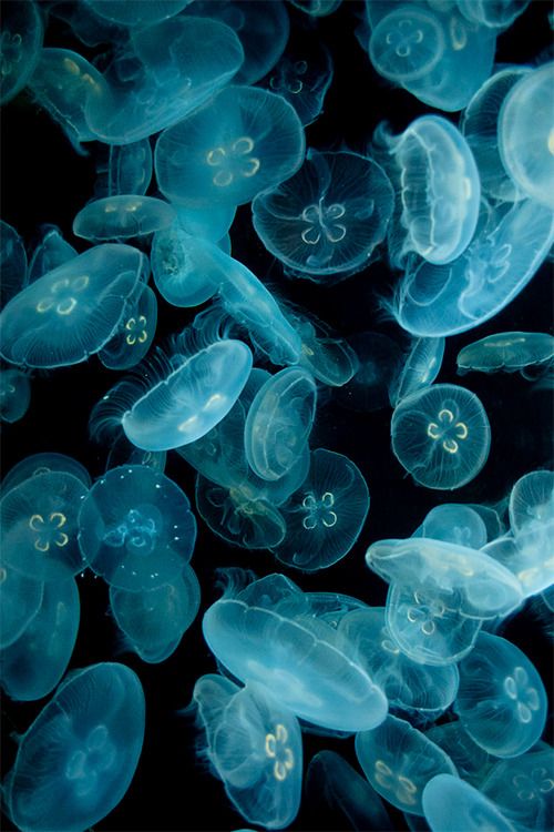 many jellyfish are swimming together in the water