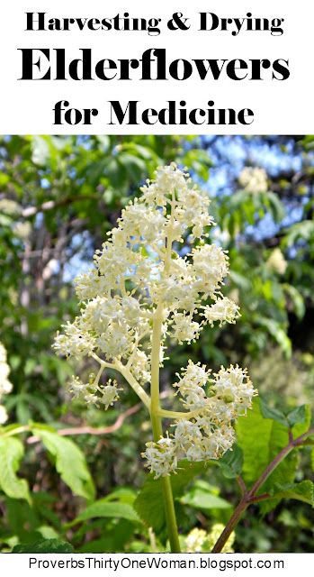 white flowers with text overlay that reads harvesting and drying elderflowers for medicine