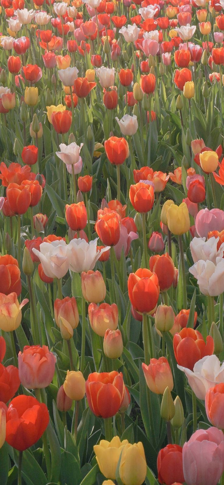 many different colored tulips in a field