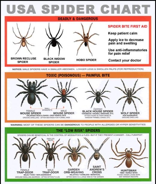 the usa spider chart is shown in this poster