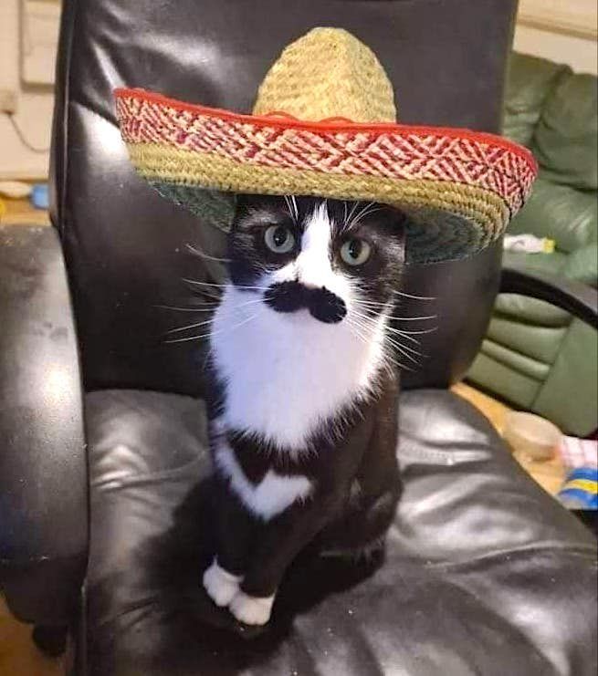 a cat wearing a sombrero sitting on an office chair