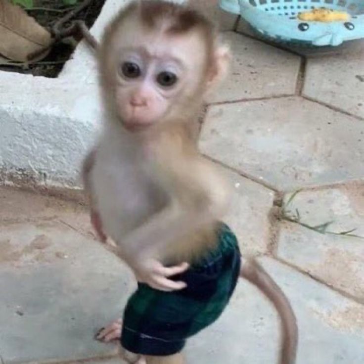 a small monkey standing on its hind legs