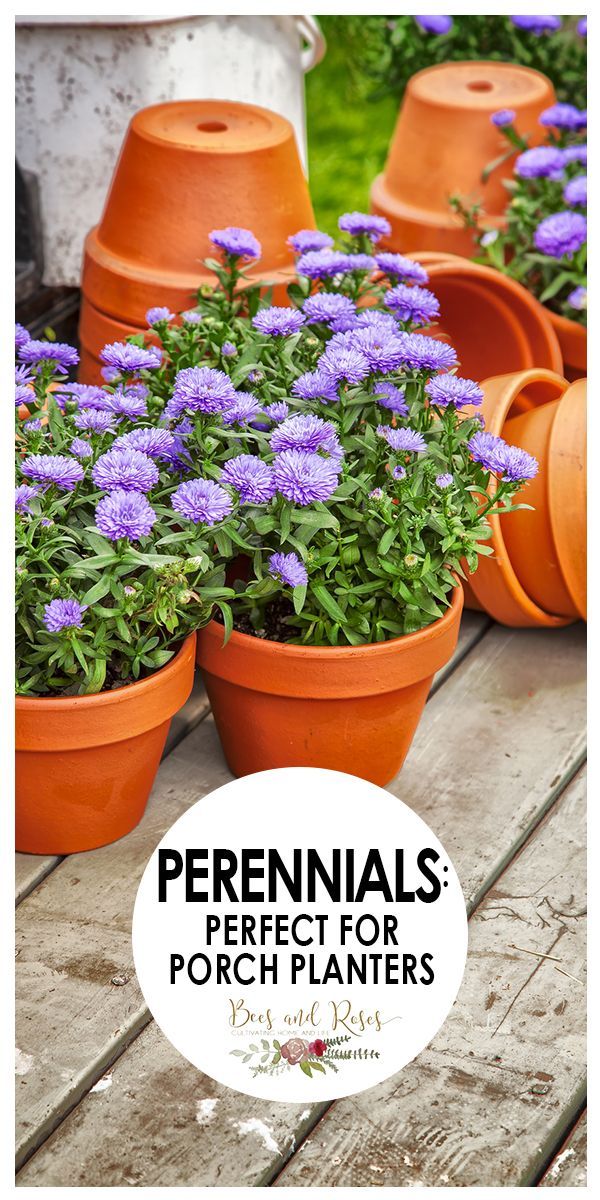 several potted plants sitting on top of a wooden table with the words perennials perfect for porch planters