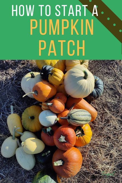 how to start a pumpkin patch