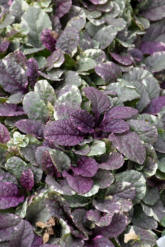 purple and green leaves are growing in the garden