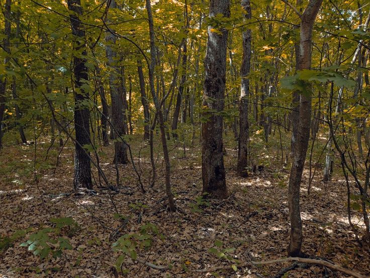 the woods are full of leaves and trees with yellow foliage on them, as well as brown