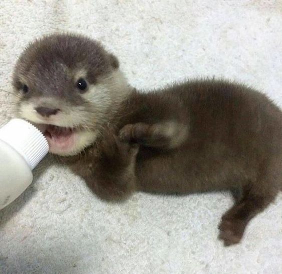 an adorable baby otter chewing on a bottle