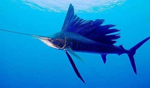 a sailfish swims in the blue water with its tail sticking out from it's back end