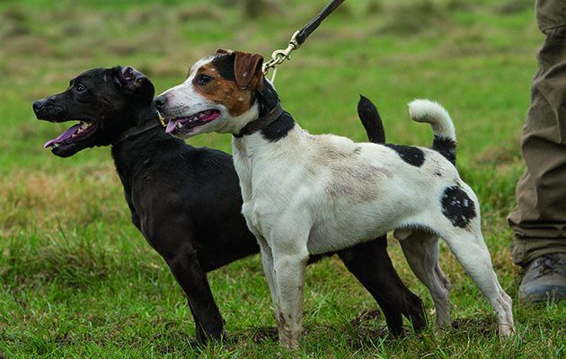 two black and white dogs standing next to each other on a grass covered field with a person's foot in the background