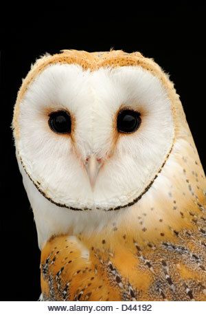 an owl with black eyes is sitting on a branch