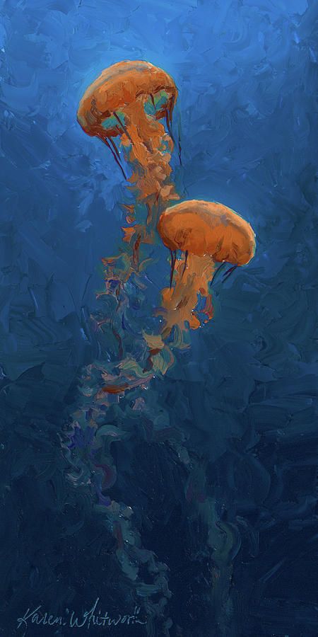 two orange jellyfish floating in the water