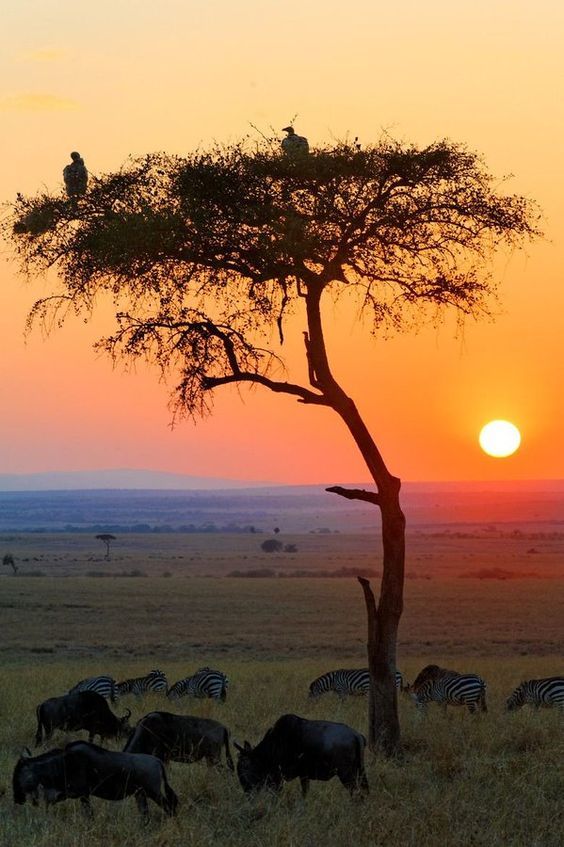 zebras and wildebeest grazing at sunset in the savannah, with an eagle perched on top of a tree