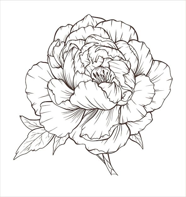 a black and white drawing of a flower