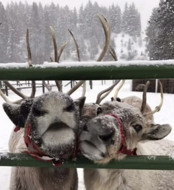 two reindeers standing next to each other with their mouths open while covered in snow