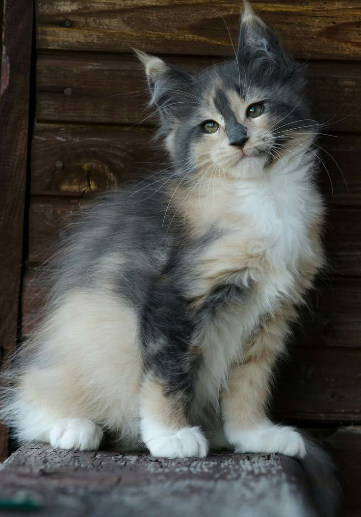 a cat sitting on the ground next to a wooden wall and looking at the camera